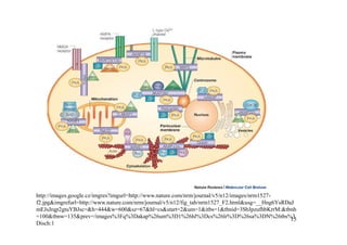 7 regulation of metabolism | PDF