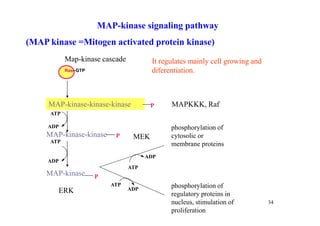 7 regulation of metabolism | PDF