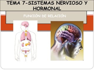 FUNCIÓN DE RELACIÓN
TEMA 7-SISTEMAS NERVIOSO Y
HORMONAL
 