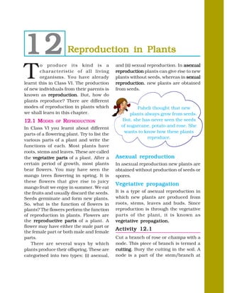 12                   Reproduction in Plants

T
        o produce its kind is a               and (ii) sexual reproduction. In asexual
        characteristic of all living          reproduction plants can give rise to new
        organisms. You have already           plants without seeds, whereas in sexual
learnt this in Class VI. The production       reproduction new plants are obtained
                                              reproduction,
of new individuals from their parents is      from seeds.
known as reproduction But, how do
            reproduction.
plants reproduce? There are different
modes of reproduction in plants which                  Paheli thought that new
we shall learn in this chapter.                     plants always grow from seeds.
12.1 MODES     OF   REPRODUCTION                But, she has never seen the seeds
                                                of sugarcane, potato and rose. She
In Class VI you learnt about different
                                                 wants to know how these plants
parts of a flowering plant. Try to list the
                                                            reproduce.
various parts of a plant and write the
functions of each. Most plants have
roots, stems and leaves. These are called
the vegetative parts of a plant. After a      Asexual reproduction
certain period of growth, most plants         In asexual reproduction new plants are
bear flowers. You may have seen the           obtained without production of seeds or
mango trees flowering in spring. It is        spores.
these flowers that give rise to juicy
                                              Vegetative propagation
mango fruit we enjoy in summer. We eat
the fruits and usually discard the seeds.     It is a type of asexual reproduction in
Seeds germinate and form new plants.          which new plants are produced from
So, what is the function of flowers in        roots, stems, leaves and buds. Since
plants? The flowers perform the function      reproduction is through the vegetative
of reproduction in plants. Flowers are        parts of the plant, it is known as
the reproductive parts of a plant. A          vegetative propagation.
flower may have either the male part or
                                              Activity 12.1
the female part or both male and female
parts.                                        Cut a branch of rose or champa with a
   There are several ways by which            node. This piece of branch is termed a
plants produce their offspring. These are     cutting Bury the cutting in the soil. A
                                              cutting.
categorised into two types: (i) asexual,      node is a part of the stem/branch at
 