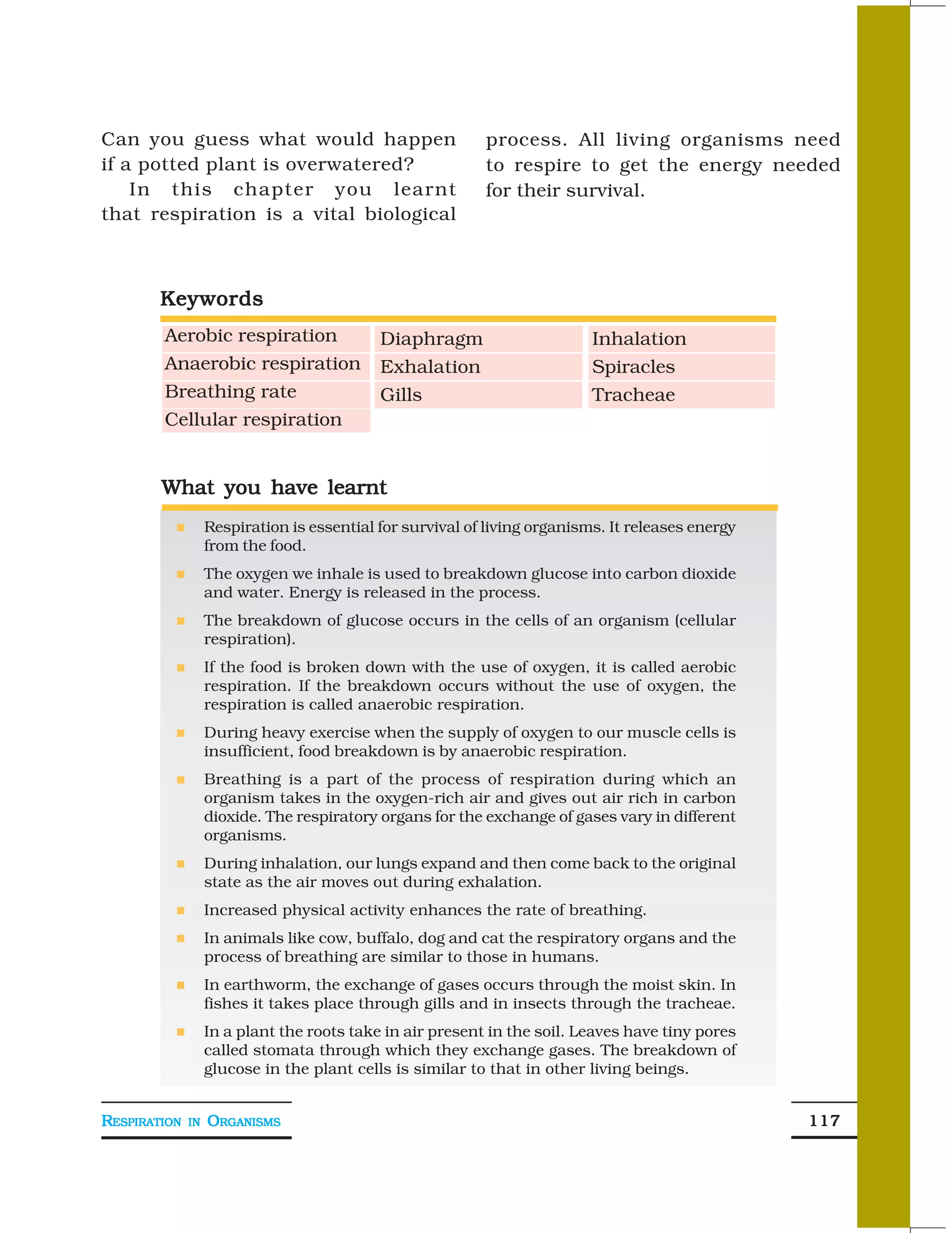 Can you guess what would happen                            process. All living organisms need
if a potted plant is overwatered?                          to respire to get the energy needed
    In this chapter you learnt                             for their survival.
that respiration is a vital biological



        Keywords
        Aerobic respiration                 Diaphragm                      Inhalation
        Anaerobic respiration               Exhalation                     Spiracles
        Breathing rate                      Gills                          Tracheae
        Cellular respiration


        What you have learnt
                   Respiration is essential for survival of living organisms. It releases energy
                   from the food.
                   The oxygen we inhale is used to breakdown glucose into carbon dioxide
                   and water. Energy is released in the process.
                   The breakdown of glucose occurs in the cells of an organism (cellular
                   respiration).
                   If the food is broken down with the use of oxygen, it is called aerobic
                   respiration. If the breakdown occurs without the use of oxygen, the
                   respiration is called anaerobic respiration.
                   During heavy exercise when the supply of oxygen to our muscle cells is
                   insufficient, food breakdown is by anaerobic respiration.
                   Breathing is a part of the process of respiration during which an
                   organism takes in the oxygen-rich air and gives out air rich in carbon
                   dioxide. The respiratory organs for the exchange of gases vary in different
                   organisms.
                   During inhalation, our lungs expand and then come back to the original
                   state as the air moves out during exhalation.
                   Increased physical activity enhances the rate of breathing.
                   In animals like cow, buffalo, dog and cat the respiratory organs and the
                   process of breathing are similar to those in humans.
                   In earthworm, the exchange of gases occurs through the moist skin. In
                   fishes it takes place through gills and in insects through the tracheae.
                   In a plant the roots take in air present in the soil. Leaves have tiny pores
                   called stomata through which they exchange gases. The breakdown of
                   glucose in the plant cells is similar to that in other living beings.


RESPIRATION   IN   ORGANISMS                                                                       117
 
