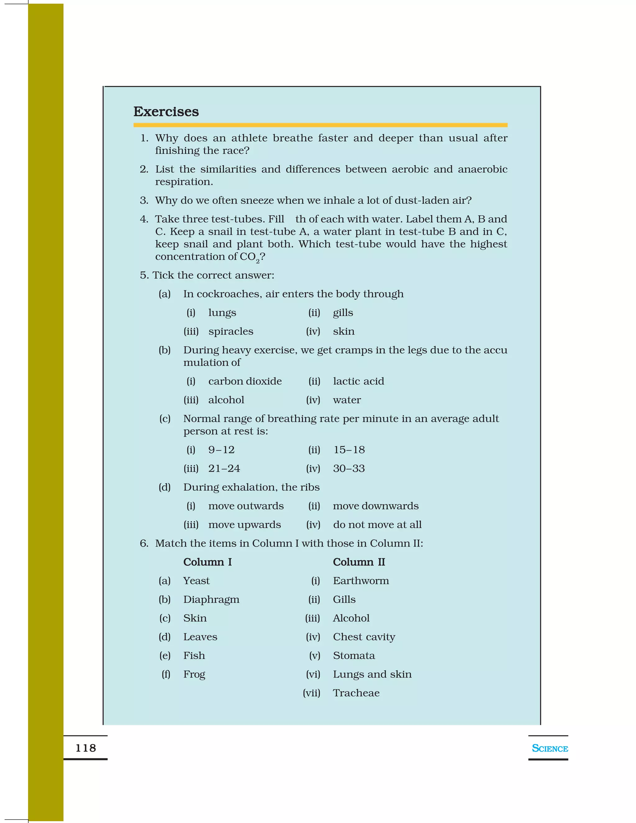 Exercises
      1. Why does an athlete breathe faster and deeper than usual after
         finishing the race?
      2. List the similarities and differences between aerobic and anaerobic
         respiration.
      3. Why do we often sneeze when we inhale a lot of dust-laden air?
      4. Take three test-tubes. Fill th of each with water. Label them A, B and
         C. Keep a snail in test-tube A, a water plant in test-tube B and in C,
         keep snail and plant both. Which test-tube would have the highest
         concentration of CO2?
      5. Tick the correct answer:
         (a)    In cockroaches, air enters the body through
                (i)    lungs             (ii)   gills
                (iii) spiracles         (iv)    skin
         (b)    During heavy exercise, we get cramps in the legs due to the accu
                mulation of
                (i)    carbon dioxide    (ii)   lactic acid
                (iii) alcohol           (iv)    water
         (c)    Normal range of breathing rate per minute in an average adult
                person at rest is:
                (i)    9 –12             (ii)   15–18
                (iii) 21–24             (iv)    30–33
         (d)    During exhalation, the ribs
                (i)    move outwards     (ii)   move downwards
                (iii) move upwards      (iv)    do not move at all
      6. Match the items in Column I with those in Column II:
                Column I                        Column II
         (a)    Yeast                     (i)   Earthworm
         (b)    Diaphragm                (ii)   Gills
         (c)    Skin                    (iii)   Alcohol
         (d)    Leaves                  (iv)    Chest cavity
         (e)    Fish                     (v)    Stomata
          (f)   Frog                    (vi)    Lungs and skin
                                        (vii)   Tracheae




118                                                                                SCIENCE
 