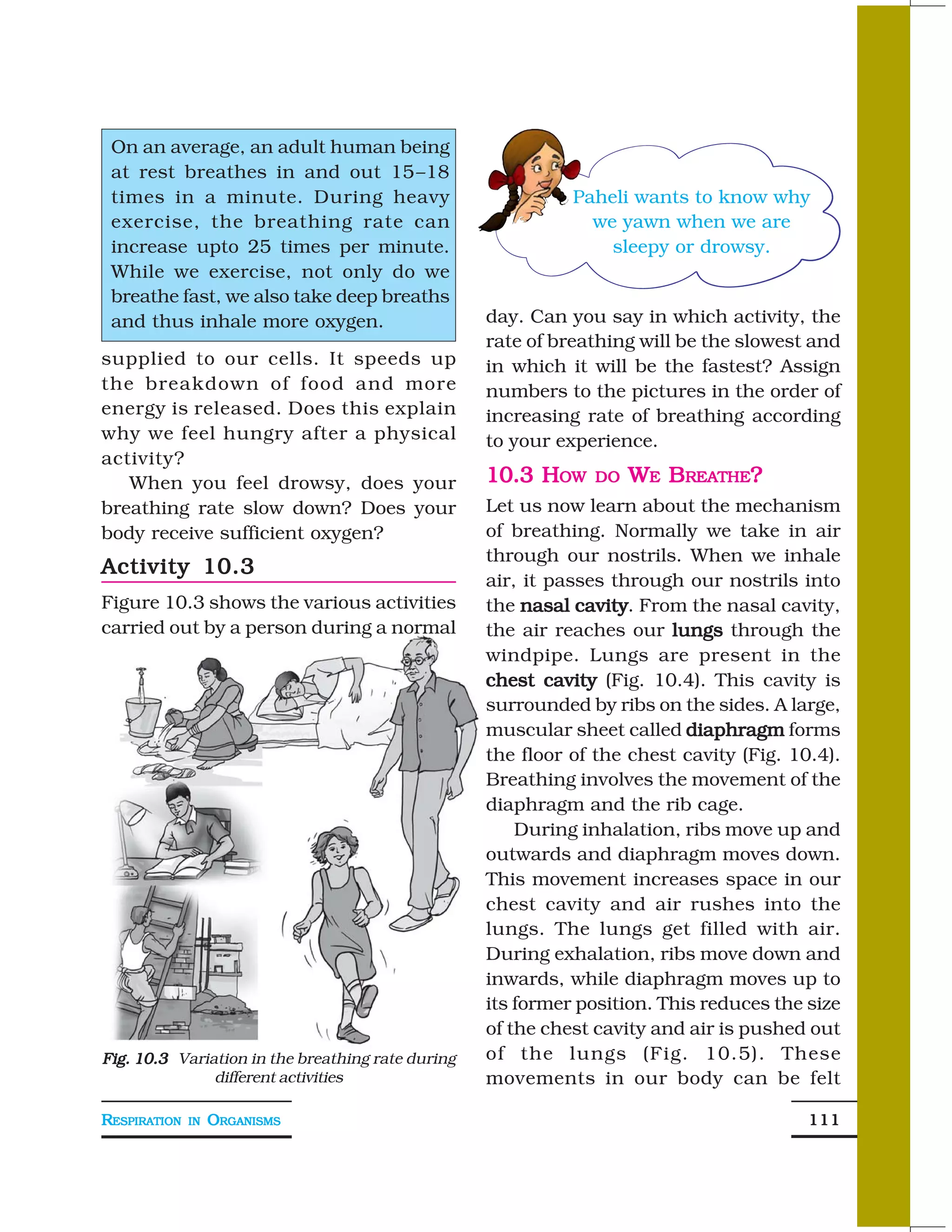 On an average, an adult human being
 at rest breathes in and out 15–18
 times in a minute. During heavy                             Paheli wants to know why
 exercise, the breathing rate can                              we yawn when we are
 increase upto 25 times per minute.                              sleepy or drowsy.
 While we exercise, not only do we
 breathe fast, we also take deep breaths
 and thus inhale more oxygen.                      day. Can you say in which activity, the
                                                   rate of breathing will be the slowest and
supplied to our cells. It speeds up                in which it will be the fastest? Assign
the breakdown of food and more                     numbers to the pictures in the order of
energy is released. Does this explain              increasing rate of breathing according
why we feel hungry after a physical                to your experience.
activity?
   When you feel drowsy, does your                 10.3 HOW    DO   WE BREATHE?
breathing rate slow down? Does your                Let us now learn about the mechanism
body receive sufficient oxygen?                    of breathing. Normally we take in air
                                                   through our nostrils. When we inhale
Activity 10.3
                                                   air, it passes through our nostrils into
Figure 10.3 shows the various activities           the nasal cavity. From the nasal cavity,
                                                              cavity
carried out by a person during a normal            the air reaches our lungs through the
                                                   windpipe. Lungs are present in the
                                                   chest cavity (Fig. 10.4). This cavity is
                                                   surrounded by ribs on the sides. A large,
                                                   muscular sheet called diaphragm forms
                                                   the floor of the chest cavity (Fig. 10.4).
                                                   Breathing involves the movement of the
                                                   diaphragm and the rib cage.
                                                       During inhalation, ribs move up and
                                                   outwards and diaphragm moves down.
                                                   This movement increases space in our
                                                   chest cavity and air rushes into the
                                                   lungs. The lungs get filled with air.
                                                   During exhalation, ribs move down and
                                                   inwards, while diaphragm moves up to
                                                   its former position. This reduces the size
                                                   of the chest cavity and air is pushed out
Fig. 10.3 Variation in the breathing rate during   of the lungs (Fig. 10.5). These
               different activities                movements in our body can be felt

RESPIRATION   IN   ORGANISMS                                                             111
 