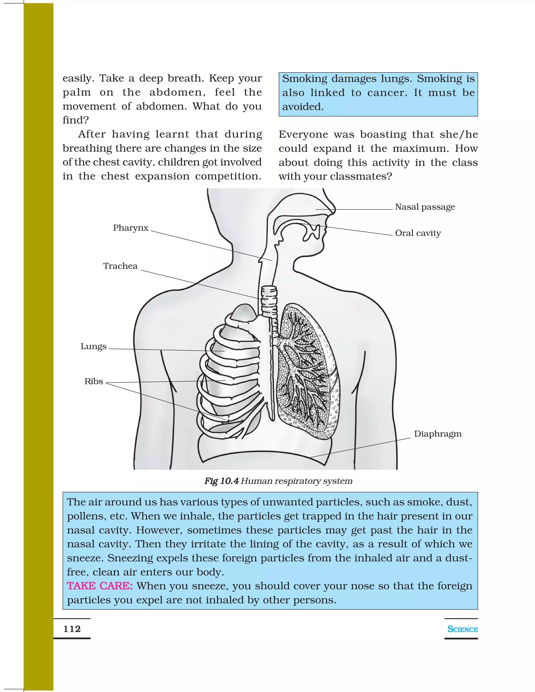 easily. Take a deep breath. Keep your         Smoking damages lungs. Smoking is
palm on the abdomen, feel the                 also linked to cancer. It must be
movement of abdomen. What do you              avoided.
find?
    After having learnt that during          Everyone was boasting that she/he
breathing there are changes in the size      could expand it the maximum. How
of the chest cavity, children got involved   about doing this activity in the class
in the chest expansion competition.          with your classmates?

                                                                   Nasal passage

               Pharynx
                                                                   Oral cavity


             Trachea




   Lungs



      Ribs




                                                                       Diaphragm




                             Fig 10.4 Human respiratory system

The air around us has various types of unwanted particles, such as smoke, dust,
pollens, etc. When we inhale, the particles get trapped in the hair present in our
nasal cavity. However, sometimes these particles may get past the hair in the
nasal cavity. Then they irritate the lining of the cavity, as a result of which we
sneeze. Sneezing expels these foreign particles from the inhaled air and a dust-
free, clean air enters our body.
TAKE CARE: When you sneeze, you should cover your nose so that the foreign
particles you expel are not inhaled by other persons.

112                                                                              SCIENCE
 