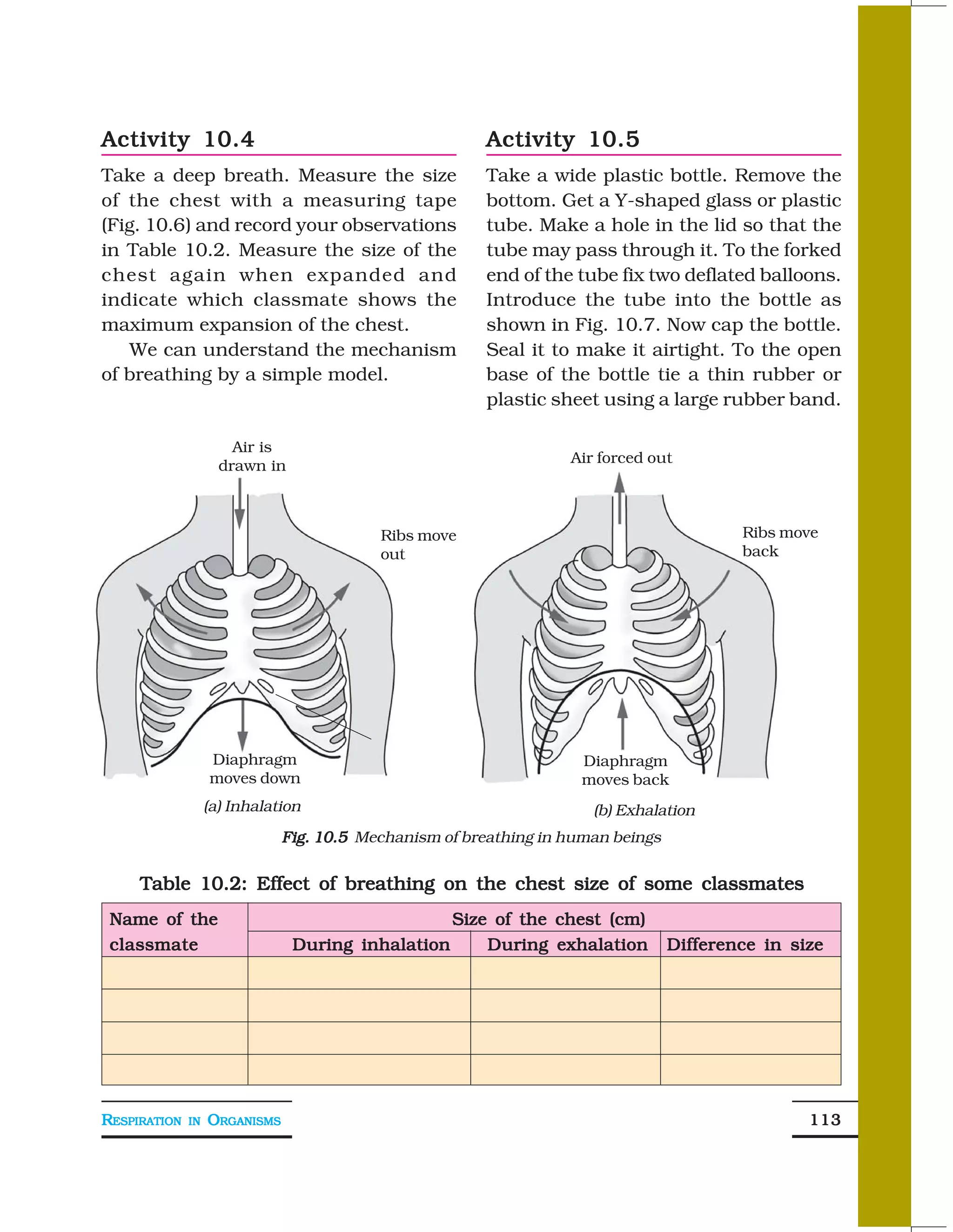 Activity 10.4                                           Activity 10.5
Take a deep breath. Measure the size                    Take a wide plastic bottle. Remove the
of the chest with a measuring tape                      bottom. Get a Y-shaped glass or plastic
(Fig. 10.6) and record your observations                tube. Make a hole in the lid so that the
in Table 10.2. Measure the size of the                  tube may pass through it. To the forked
chest again when expanded and                           end of the tube fix two deflated balloons.
indicate which classmate shows the                      Introduce the tube into the bottle as
maximum expansion of the chest.                         shown in Fig. 10.7. Now cap the bottle.
    We can understand the mechanism                     Seal it to make it airtight. To the open
of breathing by a simple model.                         base of the bottle tie a thin rubber or
                                                        plastic sheet using a large rubber band.

                       Air is
                                                                   Air forced out
                     drawn in



                                           Ribs move                                      Ribs move
                                           out                                            back




                   Diaphragm                                        Diaphragm
                   moves down                                       moves back
                   (a) Inhalation                                     (b) Exhalation
                               Fig. 10.5 Mechanism of breathing in human beings

     Table 10.2: Effect of breathing on the chest size of some classmates
 Name of the                                      Size of the chest (cm)
 classmate                      During inhalation     During exhalation           Difference in size




RESPIRATION   IN   ORGANISMS                                                                      113
 