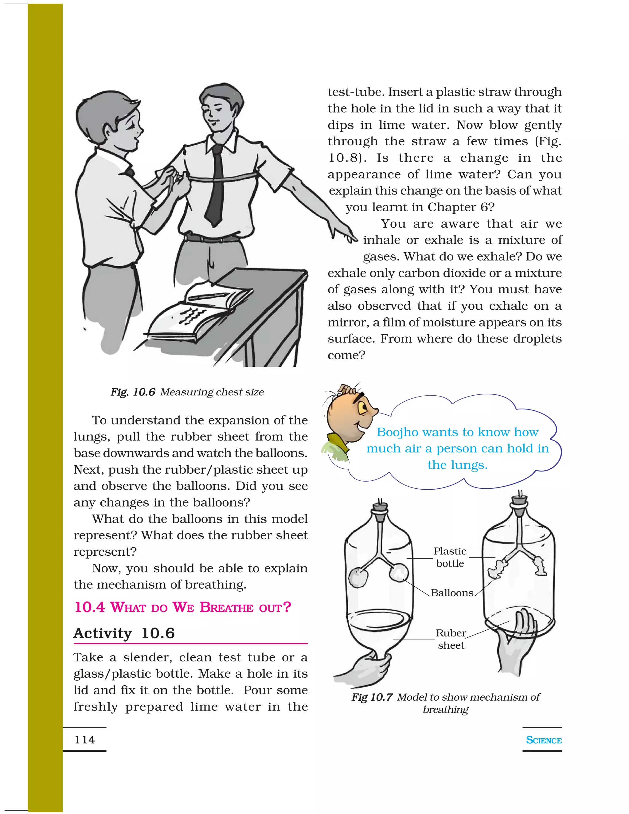 test-tube. Insert a plastic straw through
                                           the hole in the lid in such a way that it
                                           dips in lime water. Now blow gently
                                           through the straw a few times (Fig.
                                           10.8). Is there a change in the
                                           appearance of lime water? Can you
                                           explain this change on the basis of what
                                              you learnt in Chapter 6?
                                                    You are aware that air we
                                                 inhale or exhale is a mixture of
                                                 gases. What do we exhale? Do we
                                           exhale only carbon dioxide or a mixture
                                           of gases along with it? You must have
                                           also observed that if you exhale on a
                                           mirror, a film of moisture appears on its
                                           surface. From where do these droplets
                                           come?

      Fig. 10.6 Measuring chest size

   To understand the expansion of the
lungs, pull the rubber sheet from the             Boojho wants to know how
base downwards and watch the balloons.           much air a person can hold in
Next, push the rubber/plastic sheet up                    the lungs.
and observe the balloons. Did you see
any changes in the balloons?
   What do the balloons in this model
represent? What does the rubber sheet
represent?                                                    Plastic
                                                              bottle
   Now, you should be able to explain
the mechanism of breathing.
                                                             Balloons
10.4 WHAT     DO   WE BREATHE      OUT ?
                                   OUT

Activity 10.6                                                 Ruber
                                                              sheet
Take a slender, clean test tube or a
glass/plastic bottle. Make a hole in its
lid and fix it on the bottle. Pour some
                                               Fig 10.7 Model to show mechanism of
freshly prepared lime water in the                          breathing

114                                                                            SCIENCE
 