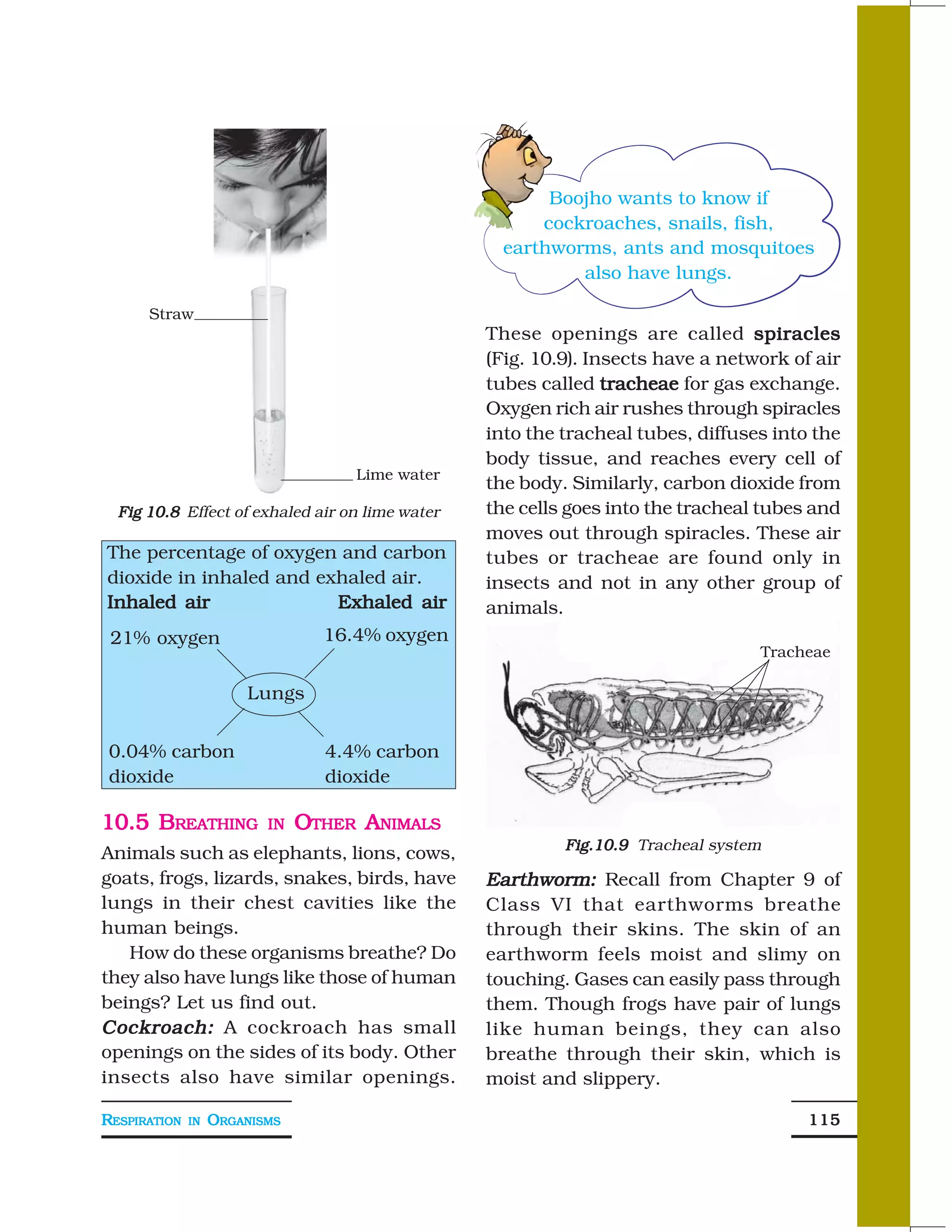 Boojho wants to know if
                                                       cockroaches, snails, fish,
                                                   earthworms, ants and mosquitoes
                                                           also have lungs.

      Straw
                                                 These openings are called spiracles
                                                 (Fig. 10.9). Insects have a network of air
                                                 tubes called tracheae for gas exchange.
                                                 Oxygen rich air rushes through spiracles
                                                 into the tracheal tubes, diffuses into the
                                                 body tissue, and reaches every cell of
                                    Lime water
                                                 the body. Similarly, carbon dioxide from
  Fig 10.8 Effect of exhaled air on lime water   the cells goes into the tracheal tubes and
                                                 moves out through spiracles. These air
The percentage of oxygen and carbon              tubes or tracheae are found only in
dioxide in inhaled and exhaled air.              insects and not in any other group of
Inhaled air              Exhaled air             animals.
 21% oxygen                      16.4% oxygen
                                                                                 Tracheae

                       Lungs


 0.04% carbon                    4.4% carbon
 dioxide                         dioxide

10.5 BREATHING            IN   OTHER ANIMALS
                                                          Fig.10.9 Tracheal system
Animals such as elephants, lions, cows,
goats, frogs, lizards, snakes, birds, have       Earthworm: Recall from Chapter 9 of
lungs in their chest cavities like the           Class VI that earthworms breathe
human beings.                                    through their skins. The skin of an
   How do these organisms breathe? Do            earthworm feels moist and slimy on
they also have lungs like those of human         touching. Gases can easily pass through
beings? Let us find out.                         them. Though frogs have pair of lungs
Cockroach: A cockroach has small                 like human beings, they can also
openings on the sides of its body. Other         breathe through their skin, which is
insects also have similar openings.              moist and slippery.

RESPIRATION   IN   ORGANISMS                                                           115
 