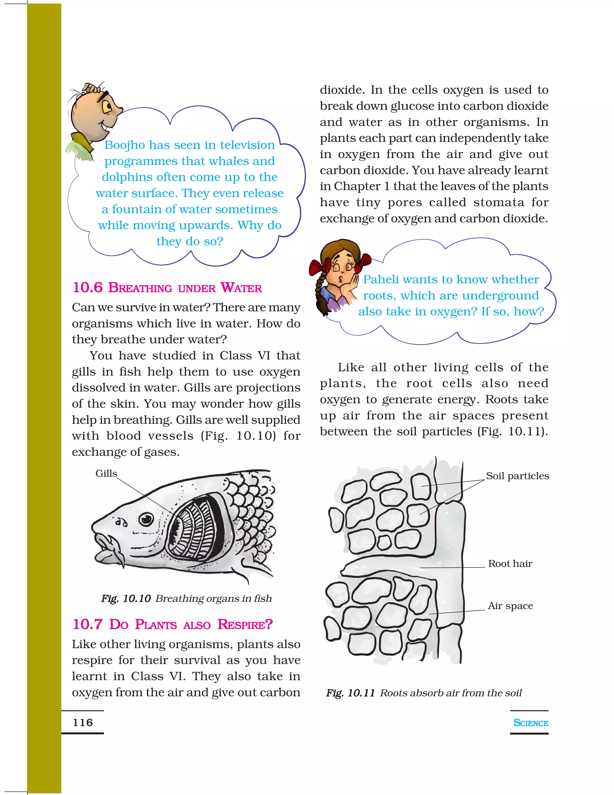 dioxide. In the cells oxygen is used to
                                             break down glucose into carbon dioxide
                                             and water as in other organisms. In
                                             plants each part can independently take
       Boojho has seen in television
                                             in oxygen from the air and give out
       programmes that whales and
                                             carbon dioxide. You have already learnt
       dolphins often come up to the
                                             in Chapter 1 that the leaves of the plants
      water surface. They even release
                                             have tiny pores called stomata for
       a fountain of water sometimes
                                             exchange of oxygen and carbon dioxide.
      while moving upwards. Why do
                they do so?


                                                     Paheli wants to know whether
10.6 BREATHING        UNDER    WATER
                                                     roots, which are underground
Can we survive in water? There are many             also take in oxygen? If so, how?
organisms which live in water. How do
they breathe under water?
    You have studied in Class VI that
gills in fish help them to use oxygen           Like all other living cells of the
dissolved in water. Gills are projections    plants, the root cells also need
of the skin. You may wonder how gills        oxygen to generate energy. Roots take
help in breathing. Gills are well supplied   up air from the air spaces present
with blood vessels (Fig. 10.10) for          between the soil particles (Fig. 10.11).
exchange of gases.
      Gills                                                                    Soil particles




                                                                                Root hair


       Fig. 10.10 Breathing organs in fish
                                                                                Air space
10.7 DO PLANTS         ALSO   RESPIRE?
Like other living organisms, plants also
respire for their survival as you have
learnt in Class VI. They also take in
oxygen from the air and give out carbon       Fig. 10.11 Roots absorb air from the soil

116                                                                                  SCIENCE
 