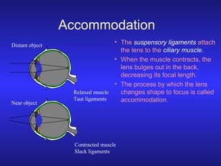 Accommodation
Distant object

Near object

• The suspensory ligaments attach
the lens to the ciliary muscle.
• When the mu...
