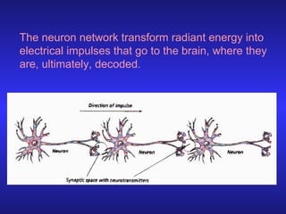 The neuron network transform radiant energy into
electrical impulses that go to the brain, where they
are, ultimately, dec...