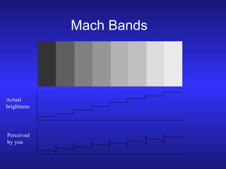 Mach Bands

Actual
brightness

Perceived
by you

 
