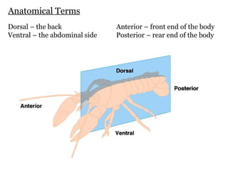 Dorsal – the back Ventral – the abdominal side Anterior – front end of the body Posterior – rear end of the body Anatomical Terms 