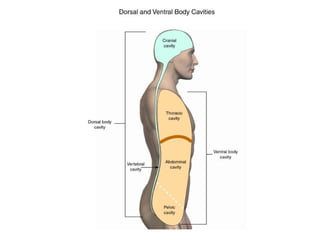 Dogfish Shark Dissection | PPT