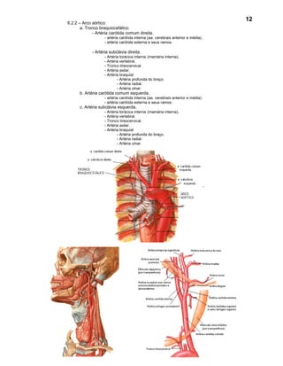 12
6.2.2 – Arco aórtico:
       a. Tronco braquiocefálico:
             - Artéria carótida comum direita .
                    - artéria carótida interna (aa. cerebrais anterior e média) .
                    - artéria carótida externa e seus ramos .

             - Artéria subclávia direita.
                    - Artéria torácica interna (mamária interna).
                    - Artéria vertebral.
                    - Tronco tireocervical.
                    - Artéria axilar.
                    - Artéria braquial:
                            - Artéria profunda do braço.
                            - Artéria radial.
                            - Artéria ulnar.
      b. Artéria carótida comum esquerda .
                    - artéria carótida interna (aa. cerebrais anterior e média) .
                    - artéria carótida externa e seus ramos.
      c. Artéria subclávia esquerda.
                    - Artéria torácica interna (mamária interna).
                    - Artéria vertebral.
                    - Tronco tireocervical.
                    - Artéria axilar.
                    - Artéria braquial:
                            - Artéria profunda do braço.
                            - Artéria radial.
                            - Artéria ulnar.
 