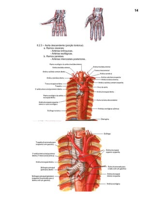 14




6.2.3 – Aorta descendente (porção torácica) .
       a. Ramos viscerais:
             - Artérias brônquicas.
             - Artérias esofágicas.
       b. Ramos parietais:
             - Artérias intercostais posteriores .
 