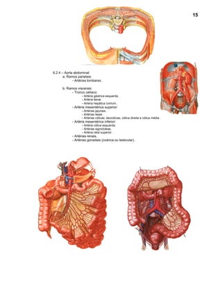 15




6.2.4 – Aorta abdominal:
       a. Ramos parietais:
             - Artérias lombares.

      b. Ramos viscerais:
            - Tronco celíaco:
                   - Artéria gástrica esquerda.
                   - Artéria lienal.
                   - Artéria hepática comum .
             - Artéria mesentérica superior:
                   - Artérias jejunais.
                   - Artérias ileais.
                   - Artérias cólicas: ileocólicas, cólica direita e cólica média .
             - Artéria mesentérica inferior:
                   - Artéria cólica esquerda.
                   - Artérias sigmóideas.
                   - Artéria retal superior.
             - Artérias renais.
             - Artérias gonadais (ovárica ou testicular) .
 