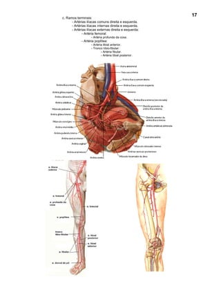 17
c. Ramos terminais:
      - Artérias ilíacas comuns direita e esquerda.
      - Artérias ilíacas internas direita e esquerda.
      - Artérias ilíacas externas direita e esquerda:
             - Artéria femoral:
                    - Artéria profunda da coxa.
             - Artéria poplítea:
                    - Artéria tibial anterior.
                    - Tronco tíbio-fibular:
                            - Artéria fibular.
                            - Artéria tibial posterior.
 
