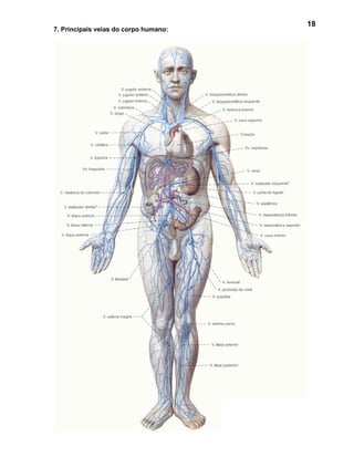 18
7. Principais veias do corpo humano:
 