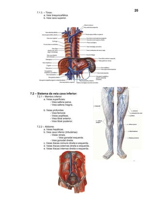 20
     7.1.3. – Tórax:
            a. Veia braquiocefálica.
            b. Veia cava superior.




7.2 – Sistema da veia cava inferior:
     7.2.1 – Membro inferior:
            a. Veias superficiais:
                   - Veia safena parva.
                   - Veia safena magna.

           b. Veias profundas:
                  - Veia femoral.
                  - Veias poplíteas.
                  - Veia tibial anterior.
                  - Veia tibial posterior.

     7.2.2 – Abdome:
            a. Veias hepáticas.
            b. Veia cava inferior (tributárias):
                   - Veias renais.
                          - Veia gonadal esquerda.
                   - Veia gonodal direita.
            c. Veias ilíacas comuns direita e esquerda .
            d. Veias ilíacas externas direita e esquerda .
            e. Veias ilíacas internas direita e esquerda .
                  .
 