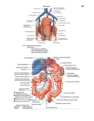 21




7.2.3 - Sistema de veia porta:
       - Veia porta.
              - Veia lienal ou esplênica.
              - Veia mesentérica superior .
              - Veia mesentérica inferior.
 