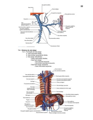 22




7.4 – Sistema da veia ázigo:
       7.4.1. Formação da veia ázigo:
              a. Veia subcostal direita.
              b. Veia lombar ascendente direita .
              c. Veia ázigo (tributárias):
                     - Veias intercostais direitas.
                     - Veia hemi-ázigo:
                           - Veia subcostal esquerda.
                           - Veia lombar ascendente esquerda .
                    - Veia hemi-ázigo acessória.
                           - Veias intercostais esquerdas .
 