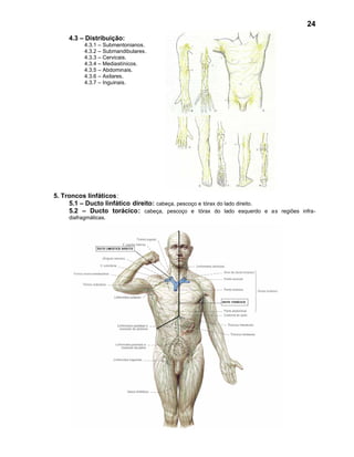 24
     4.3 – Distribuição:
           4.3.1   – Submentonianos.
           4.3.2   – Submandibulares.
           4.3.3   – Cervicais.
           4.3.4   – Mediastínicos.
           4.3.5   – Abdominais.
           4.3.6   – Axilares.
           4.3.7   – Inguinais.




5. Troncos linfáticos:
     5.1 – Ducto linfático direito: cabeça, pescoço e tórax do lado direito.
     5.2 – Ducto torácico: cabeça, pescoço e tórax do lado esquerdo e as regiões infra-
     diafragmáticas.
 