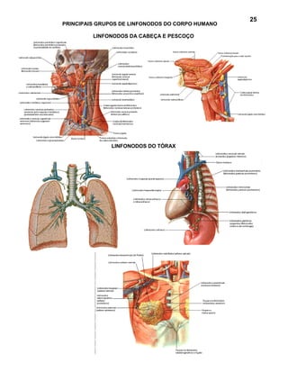25
PRINCIPAIS GRUPOS DE LINFONODOS DO CORPO HUMANO

         LINFONODOS DA CABEÇA E PESCOÇO




              LINFONODOS DO TÓRAX
 