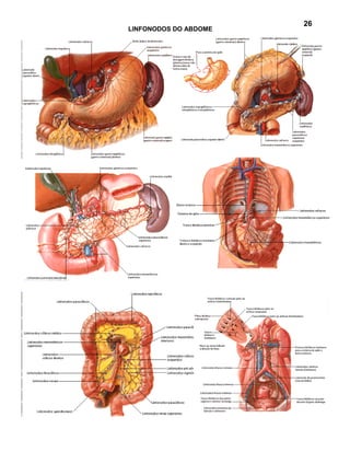 26
LINFONODOS DO ABDOME
 