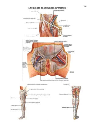 28
LINFONODOS DOS MEMBROS INFERIORES
 