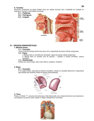 29
   6. Tonsilas:
   Estruturas constituídas de tecido linfóide (ricos em células brancas) com a finalidade de proteção do
   organismo. Formam o anel linfático da faringe.
         6.1 – Palatinas.
         6.2 – Faríngicas.
         6.3 – Lingual.




IV – ÓRGÃOS HEMOPOIÉTICOS:
     1. Medula óssea:
          1.1 – Conceito:
         Tecido conjuntivo situado dentro dos osso s com a capacidade de produzir células sanguíneas.
         1.2 - Tipos:
               a. Medula rubra ou vermelha (em atividade) : capaz de produzir células sangüíneas.
               b. Medula flava ou amarela (rica em gordura – substitui a medula vermelha) : reserva
               energética.
         1.3 – Distribuição:
         Epífises dos ossos longos, osso coxal, esterno, costelas e vértebras.


   2. Baço:
        2.1 – Conceito:
         É um órgão linfóide, associado ao sistema circulatório , situado na cavidade abdominal e responsável
         pela retirada das hemácias velhas do sangue (hemocaterese).




   3. Timo:
   Produz o linfócito “T”, precursor dos anticorpos. Está relacionado com o desenvolvimento dos mecanismos
   imunológicos nos jovens, porém regride e chega a desaparecer nos adultos.
 