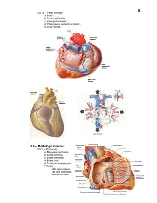 5
     2.5.12 – Vasos da base:
           a. Aorta.
           b. Tronco pulmonar.
           c. Veias pulmonares.
           d. Veias cavas: superior e inferior .
           e. Cruz venosa.




2.6 – Morfologia interna:
     2.6.1 – Átrio direito:
            a. Músculos pectíneos.
            b. Crista terminal.
            c. Septo interatrial.
            d. Fossa oval.
            e. Tubérculo intervenoso.
            f. Óstios:
                   - das veias cavas.
                   - do seio coronário.
                   - atrioventricular.
 