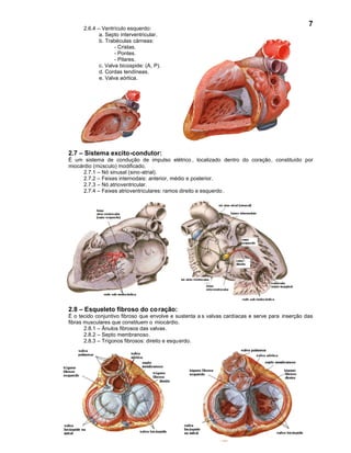 7
      2.6.4 – Ventrículo esquerdo:
             a. Septo interventricular.
             b. Trabéculas cárneas:
                    - Cristas.
                    - Pontes.
                    - Pilares.
             c. Valva bicúspide: (A, P).
             d. Cordas tendíneas.
             e. Valva aórtica.




2.7 – Sistema excito-condutor:
É um sistema de condução de impulso elétrico , localizado dentro do coração, constituído por
miocárdio (músculo) modificado.
      2.7.1 – Nó sinusal (sino-atrial).
      2.7.2 – Feixes internodais: anterior, médio e posterior.
      2.7.3 – Nó atrioventricular.
      2.7.4 – Feixes atrioventriculares: ramos direito e esquerdo .




2.8 – Esqueleto fibroso do co ração:
É o tecido conjuntivo fibroso que envolve e sustenta a s valvas cardíacas e serve para inserção das
fibras musculares que constituem o miocárdio.
       2.8.1 – Ânulos fibrosos das valvas .
       2.8.2 – Septo membranoso.
       2.8.3 – Trígonos fibrosos: direito e esqu erdo.
 