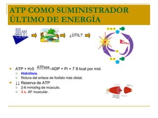 ATP COMO SUMINISTRADOR ÚLTIMO DE ENERGÍA ATP + H 2 0  ADP + Pi + 7´8 kcal por mol. Hidrólisis . Rotura del enlace de fosfato más distal. ↓↓   Reserva de ATP 2-6 mmol/kg de músculo.  3 s . AF muscular. ATPasa ¿ÚTIL? 