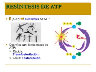 RESÍNTESIS DE ATP [ ADP ]  Resíntesis  de ATP Dos vías para la resíntesis de ATP: Rápida:  Transfosforilación . Lenta:  Fosforilación . 