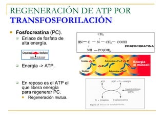 REGENERACIÓN DE ATP POR  TRANSFOSFORILACIÓN Fosfocreatina  (PC). Enlace de fosfato de alta energía. Energía -> ATP. En reposo es el ATP el que libera energía para regenerar PC. Regeneración mutua. 