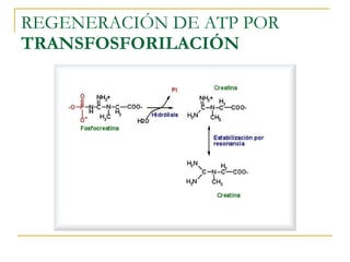 REGENERACIÓN DE ATP POR  TRANSFOSFORILACIÓN 