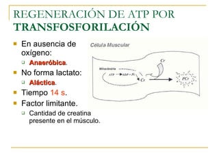 REGENERACIÓN DE ATP POR  TRANSFOSFORILACIÓN En ausencia de oxígeno: Anaeróbica . No forma lactato: Aláctica . Tiempo  14 s . Factor limitante. Cantidad de creatina presente en el músculo. 