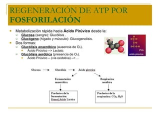 REGENERACIÓN DE ATP POR  FOSFORILACIÓN Metabolización rápida hacia  Ácido Pirúvico  desde la: Glucosa  (sangre): Glucólisis . Glucógeno  (hígado y músculo): Glucogenolisis. Dos formas: Glucólisis anaeróbica  (ausencia de O 2 ). Ácido Pirúvico --> Lactato. Glucólisis aeróbica  (presencia de O 2 ). Ácido Pirúvico -- (vía oxidativa) --> ... 