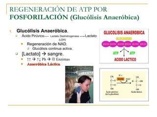 REGENERACIÓN DE ATP POR  FOSFORILACIÓN (Glucólisis Anaeróbica) Glucólisis Anaeróbica . Ácido Pirúvico   Lactato Deshidrogenasa   Lactato   (LDH) Regeneración de NAD. Glucólisis continua activa. [Lactato]    sangre. ↑↑     ↑↓  Ph       Enzimas Anaeróbica Láctica . 