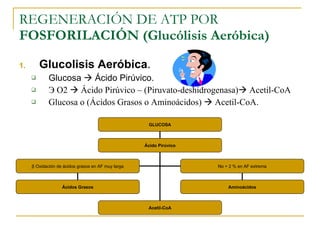REGENERACIÓN DE ATP POR  FOSFORILACIÓN (Glucólisis Aeróbica) Glucolisis Aeróbica . Glucosa    Ácido Pirúvico. Э  O2    Ácido Pirúvico – (Piruvato-deshidrogenasa)   Acetil-CoA Glucosa o (Ácidos Grasos o Aminoácidos)    Acetil-CoA. GLUCOSA Ácido Pirúvico β  Oxidación de ácidos grasos en AF muy larga Ácidos Grasos No + 2 % en AF extrema Aminoácidos Acetil-CoA 