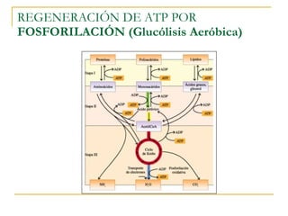 REGENERACIÓN DE ATP POR  FOSFORILACIÓN (Glucólisis Aeróbica) 