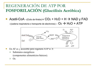 REGENERACIÓN DE ATP POR  FOSFORILACIÓN (Glucólisis Aeróbica) Acetil-CoA  –(Ciclo de Krebs)   CO 2  + H 2 O + H    NAD y FAD  – (cadena respiratoria o transporte de electrones) –  O 2     H 2 O + ATP En AF es ↓ accesible pero regenera ATP si  Э : Substratos energéticos (componentes alimenticios básicos). O 2 . 