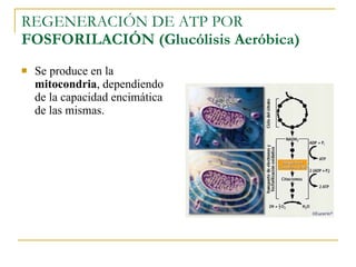 REGENERACIÓN DE ATP POR  FOSFORILACIÓN (Glucólisis Aeróbica) Se produce en la  mitocondria , dependiendo de la capacidad encimática de las mismas. 
