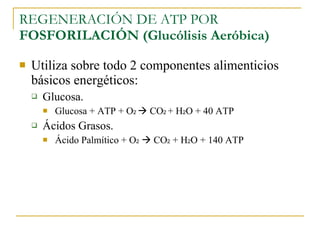 REGENERACIÓN DE ATP POR  FOSFORILACIÓN (Glucólisis Aeróbica) Utiliza sobre todo 2 componentes alimenticios básicos energéticos: Glucosa. Glucosa + ATP + O 2    CO 2  + H 2 O + 40 ATP Ácidos Grasos. Ácido Palmítico + O 2     CO 2  + H 2 O + 140 ATP 