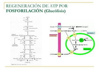 REGENERACIÓN DE ATP POR  FOSFORILACIÓN (Glucólisis) 