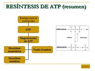 RESÍNTESIS DE ATP (resumen) Índice Energía para la contracción ATP Regeneración de ATP Glucólisis anaeróbica Glucólisis aeróbica Fosfo-Creatina 