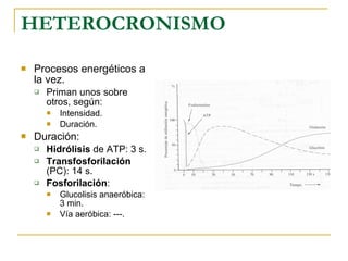 HETEROCRONISMO Procesos energéticos a la vez. Priman unos sobre otros, según: Intensidad. Duración. Duración: Hidrólisis  de ATP: 3 s. Transfosforilación  (PC): 14 s. Fosforilación : Glucolisis anaeróbica: 3 min. Vía aeróbica: ---. 
