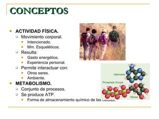 CONCEPTOS ACTIVIDAD FÍSICA. Movimiento corporal. Intencionado. Mm. Esqueléticos. Resulta: Gasto energético. Experiencia personal. Permite interactuar con: Otros seres. Ambiente. METABOLISMO. Conjunto de procesos. Se produce ATP. Forma de almacenamiento químico de las células. 