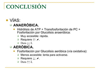 CONCLUSIÓN VÍAS: ANAERÓBICA. Hidrólisis de ATP + Transfosforilación de PC + Fosforilación por Glucolisis anaeróbica: Muy accesible: rápida. Requiere ↑↑   . Dura ↓↓   . AERÓBICA. Fosforilación por Glucolisis aeróbica (vía oxidativa): Menos accesible: lenta para activarse. Requiere  ↓↓    . Dura  ↑↑    . 