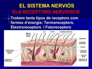 Trobem tants tipus de receptors com formes d’energia: Termoreceptors, Electroreceptors  i Fotoreceptors EL SISTEMA NERVIÓS ELS RECEPTORS NERVIOSOS 